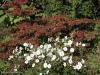 Anemone h. 'Whirlwind' in front of Viburnum 'Cascade'