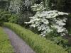 Viburnum 'Cascade'