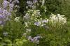 Iris ensata 'Pin Stripe', campanula lactiflora with white Tanacetum corymbosum at rear.