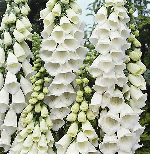 Elizabeth MacGregor Nursery Search Results