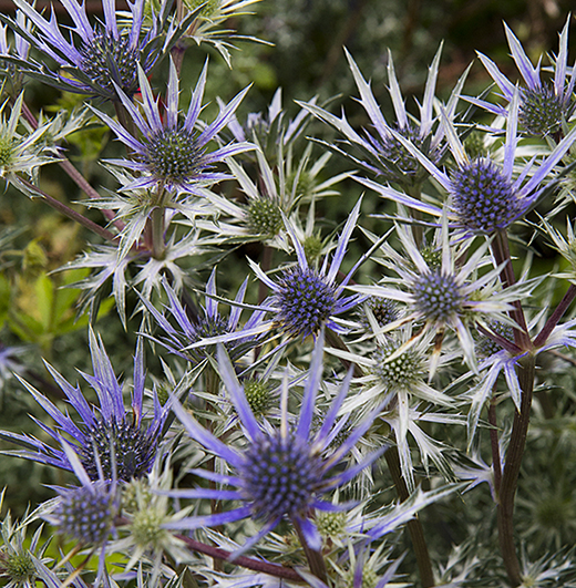 Elizabeth MacGregor Nursery Search Results