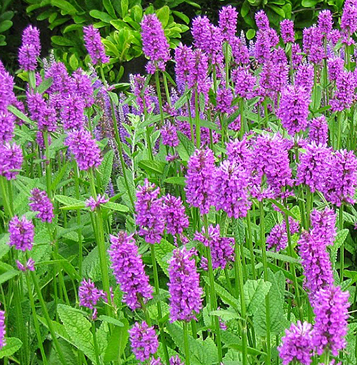 Stackhoue Flower Elizabeth MacGregor Nursery: Search Results